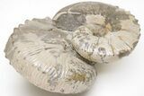 Iridescent Hoploscaphites Ammonite Pair - South Dakota #209700-1
